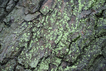Embossed texture of the brown bark of a tree with green moss and lichen on it.