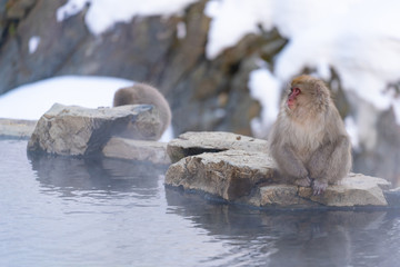 Obraz premium 猿物語（長野県地獄谷野猿公苑）