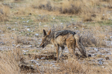 Lonely fox in steppe of Etosha Park, Namibia