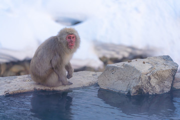 猿物語（長野県地獄谷野猿公苑）