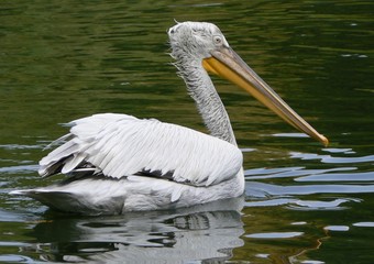 pelican swiming in water