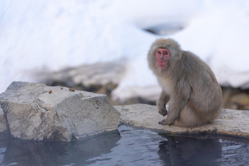 猿物語（長野県地獄谷野猿公苑）