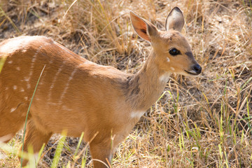 Close up image of a Nyala at a watering hole drinking water in a national park in south africa
