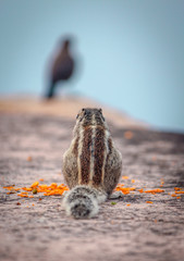 A squirrel eating food