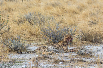 Cheetah lying in steppe of Etosha Park, Namibia