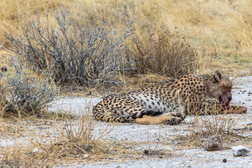 Cheetah lying in steppe of Etosha Park, Namibia