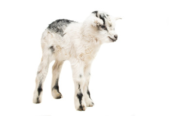 little goat isolated
