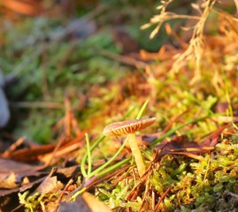 Small thing in nature