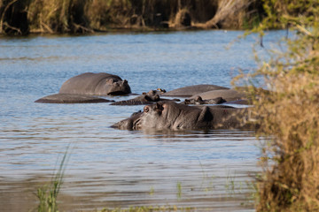 Fototapeta premium Close up image of a group of hippos in a lake in a national park in south africa