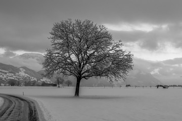 winter landscape with tree and road