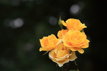 花壇に咲いた黄色い薔薇