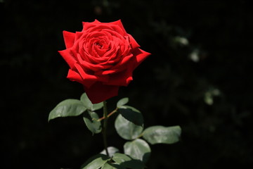 Naklejka premium 陽光に照らされて輝く深紅の薔薇