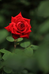 花壇に咲いた深紅の薔薇
