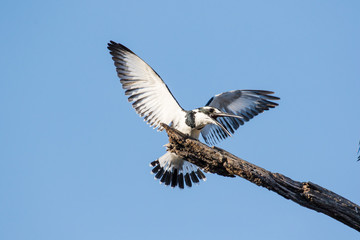 Close up image of a Pied Kingfisher in a nature reserve in South Africa