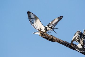 Close up image of a Pied Kingfisher in a nature reserve in South Africa