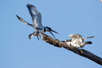 Close up image of a Pied Kingfisher in a nature reserve in South Africa