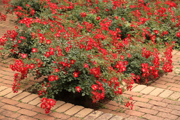 公園の階段に咲いた赤い薔薇
