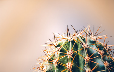 Green cactus with long prickles on a beige background. Exotic. Desert plant. The bright picture...