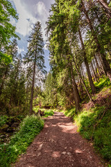 Sunny footpath in forest, Tatras Mountains at summer