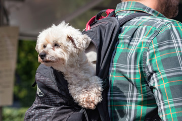 Hund im Rucksack