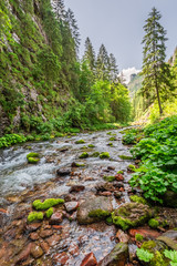 Beautiful stream and stones in Koscieliska valley in summer, Poland