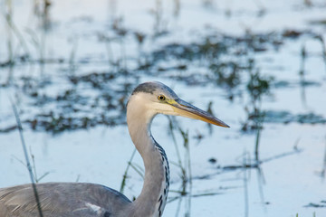 Close up image of a grey heron fishing in a pond in a nature reserve in South Africa