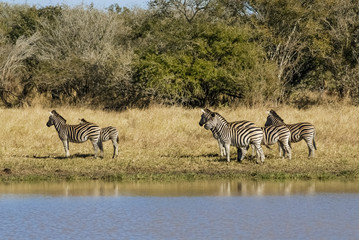 Fototapeta na wymiar Herd of zebras in the African savannah, South Africa