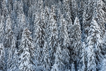 snow in the forest in the mountains alps - Switzerland