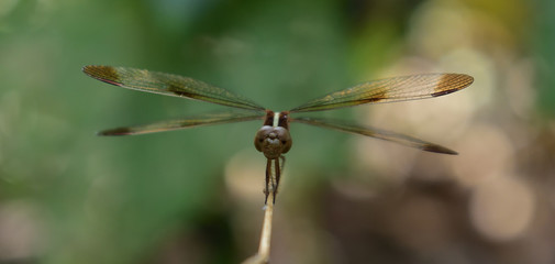 Libelle