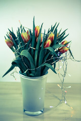 Tulips in a white vase, white background