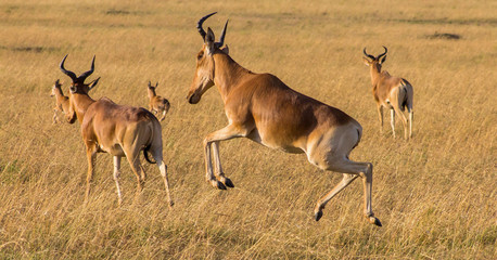 Springende Kuhantilope, Hartebeest