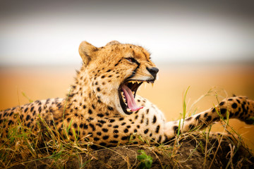 Gepard Portrait  © JoFi