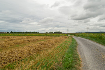 Fototapeta na wymiar hay harvest ( germany)