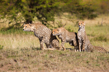 Gepard, Geparden Gruppe