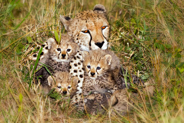 Gepard mit Jungen © JoFi