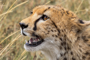 Obraz na płótnie Canvas Gepard Portrait 