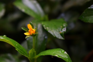 yellow flower