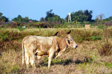 Birds and cows