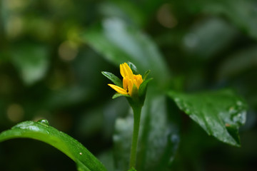 yellow flower in the garden