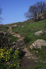 Yellow flowers along the path among stony slopes