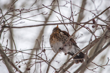 Thrush, field Turd pilaris