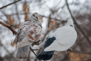 pigeon on a branch