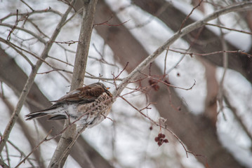 Thrush, field Turd pilaris