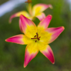 Bright summer flowers