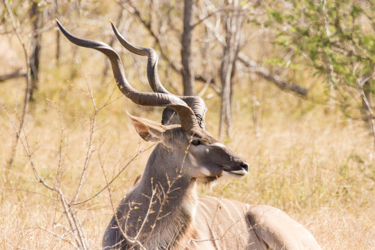 Close up image of big kudu trophy bull in a nature reserve in south africa