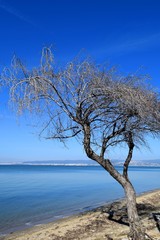 Fototapeta na wymiar Beautiful tamarisk tree on the beach. Summer landscape in Greece. 