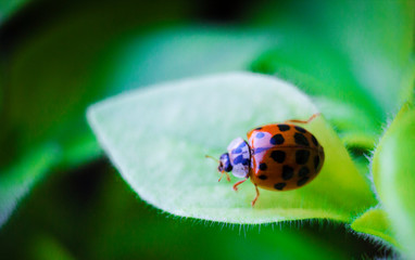  Insect ladybug