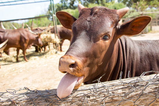 Brown Cow Sticking Its Tongue Out