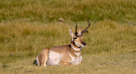 Pronghorn