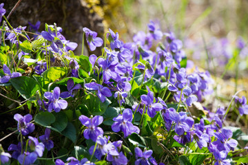 blue flowers in the garden